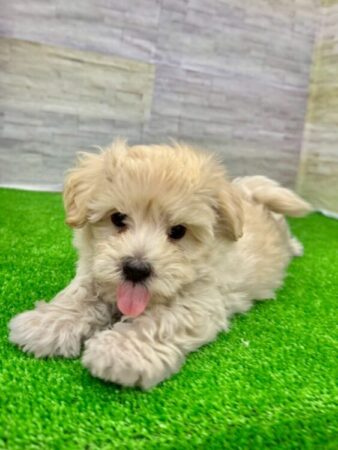 MIX(マルチーズ×トイプードル)