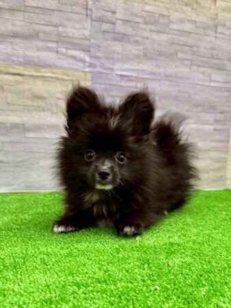 MIX(ポメラニアン×パピヨン)