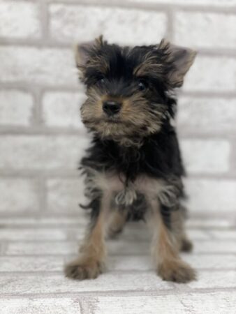 ヨークシャーテリア