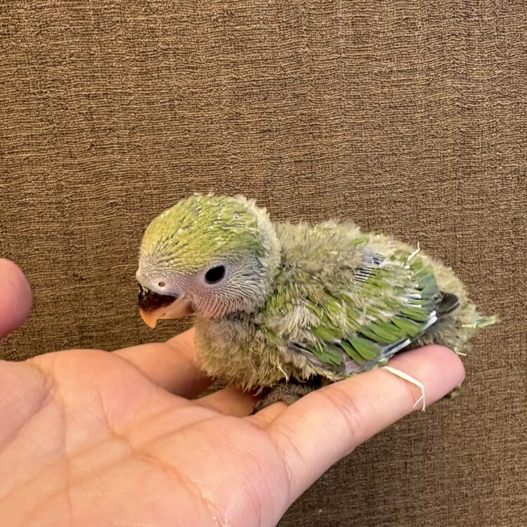 みーたん　インコちゃんクリップペット　ミニインコ nk26-060 - ペットショップ ケン & ワン
