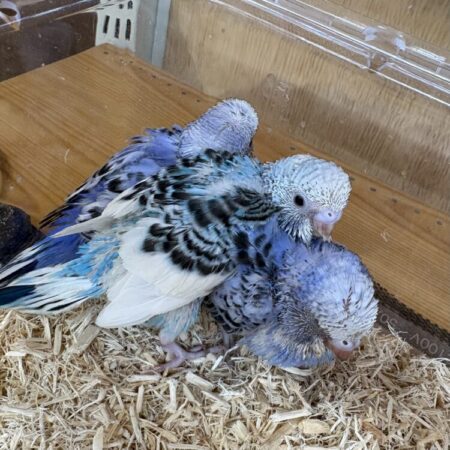 手乗りセキセイインコ