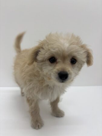 MIX(チワワ×トイプードル)