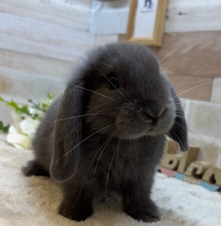 ドワーフロップイヤー