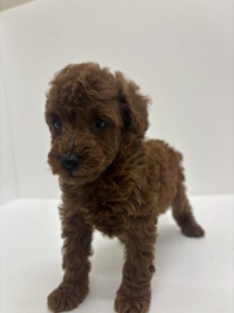 トイ・プードル