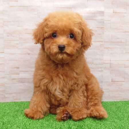 トイ・プードル