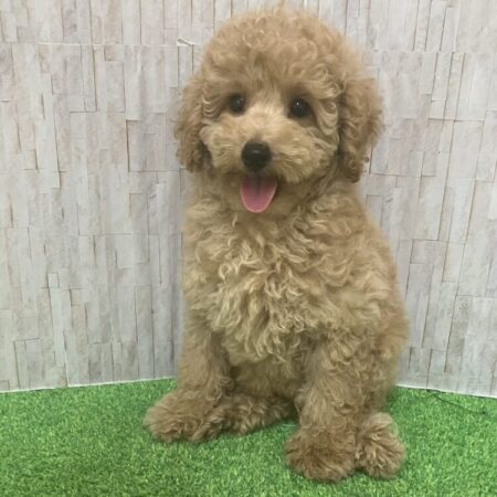 ミニチュアプードル