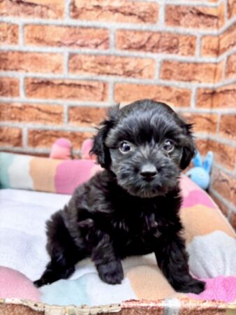 チワワ×トイプードル