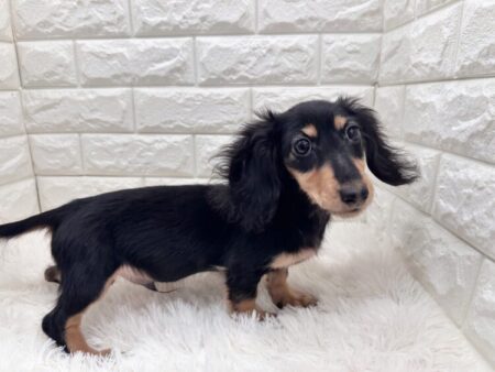 ミニチュア・ダックスフンド