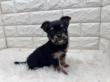 チワワ×ヨークシャーテリア