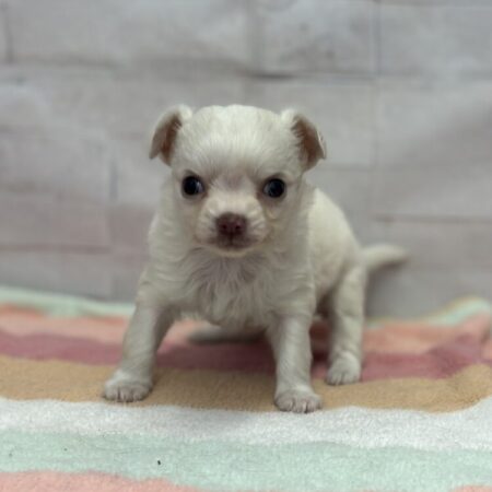 ロングコートチワワ