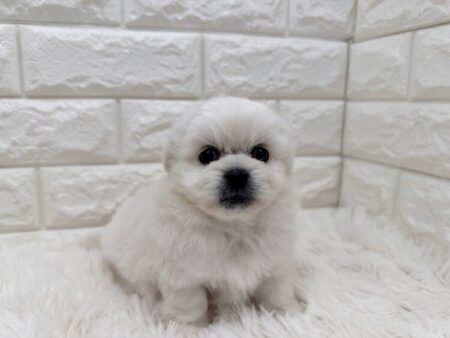 ペキニーズ×ビションフリーゼ