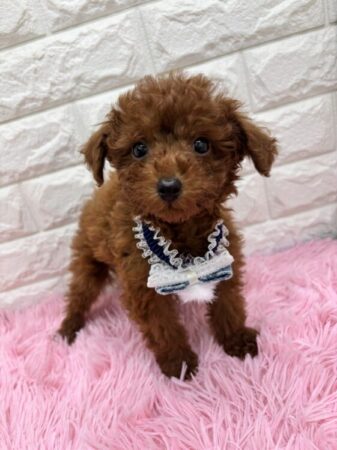 トイ・プードル