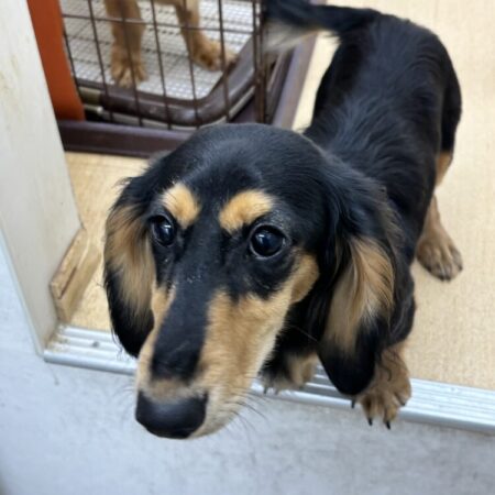 ミニチュア・ダックスフンド