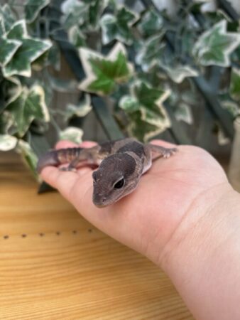 ニシアフリカトカゲモドキ