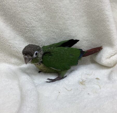 ウロコインコ