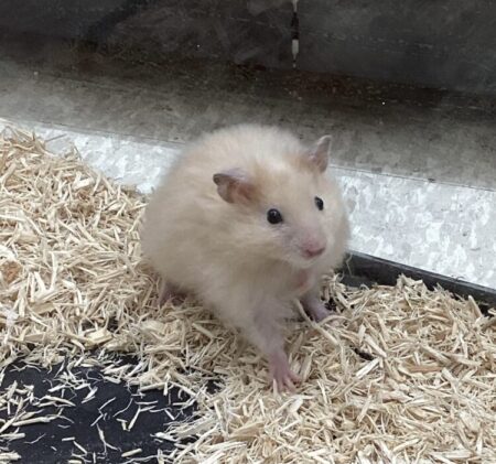 ロングヘアーハムスター