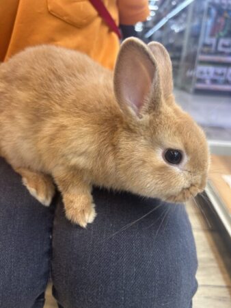 ネザーランドドワーフ