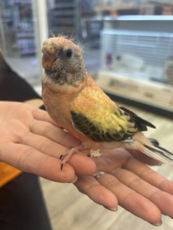 アキクサインコ