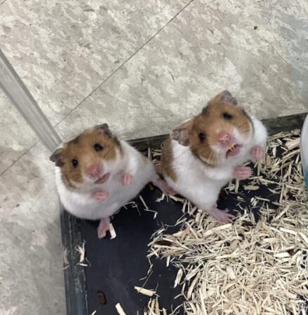 ゴールデンハムスター