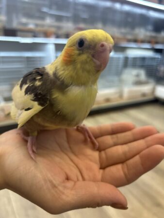 オカメインコ