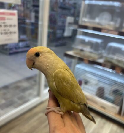 コザクラインコ
