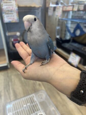 コザクラインコ