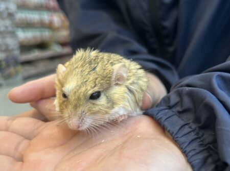 ファットテールジャービル