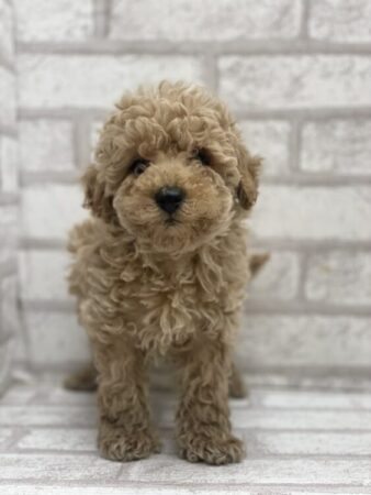 トイ・プードル