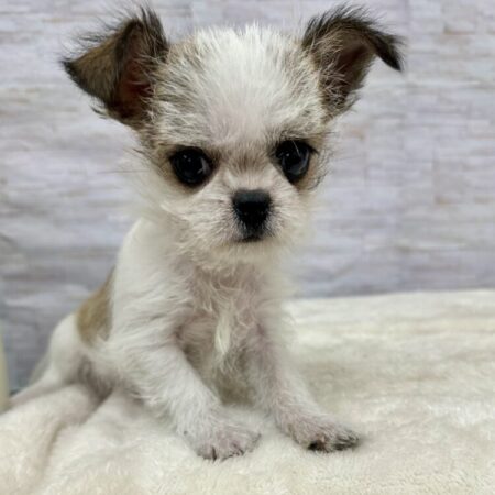 (父チワワ1.9kg×母シーズー3.8kg)