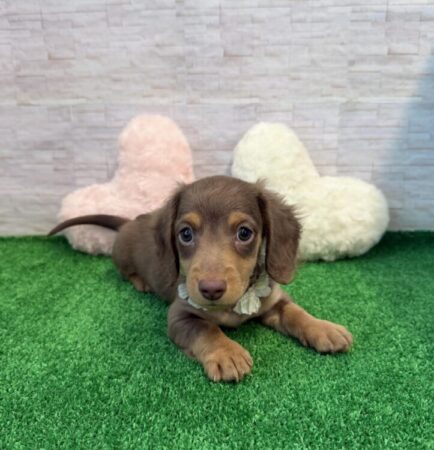 ミニチュア・ダックスフンド