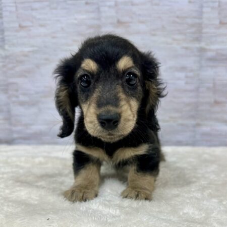 ミニチュア・ダックスフンド