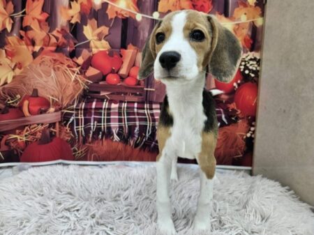 ビーグル