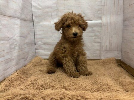 トイ・プードル