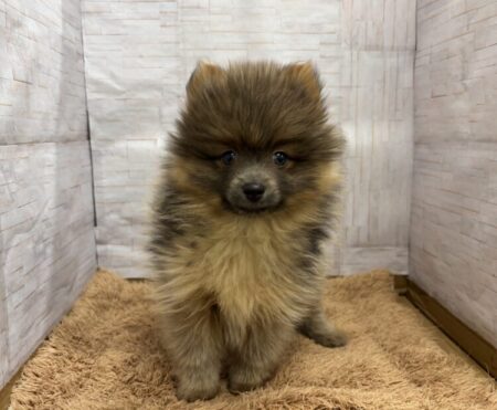 ポメラニアン