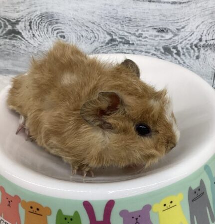 アビシニアンモルモット