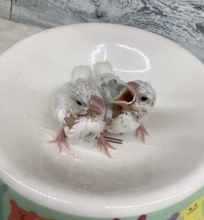 白文鳥
