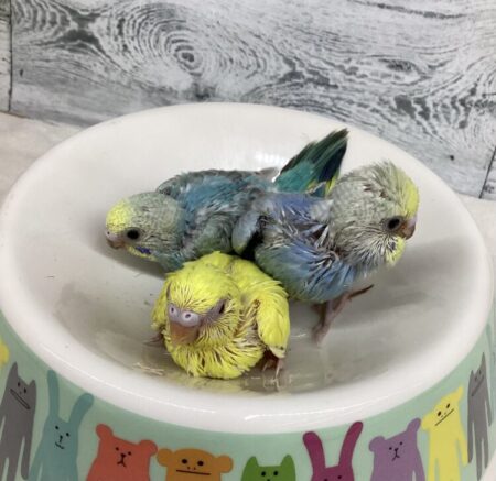 セキセイインコ