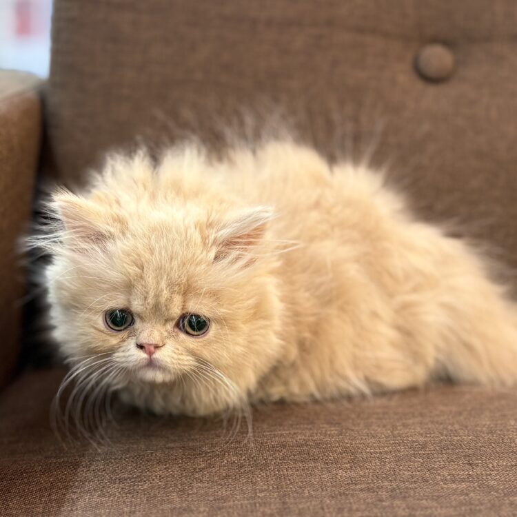 L26-17 - ペットショップ ケン & ワン