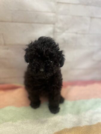 トイ・プードル