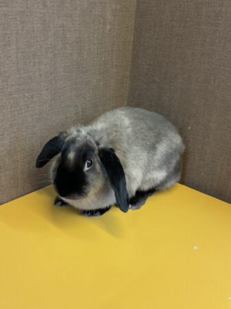 ドワーフロップウサギ