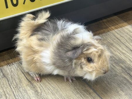 アビシニアンモルモット