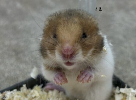 ゴールデンハムスター