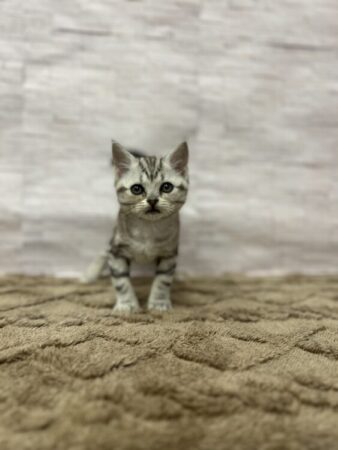 アメリカン・ショートヘア