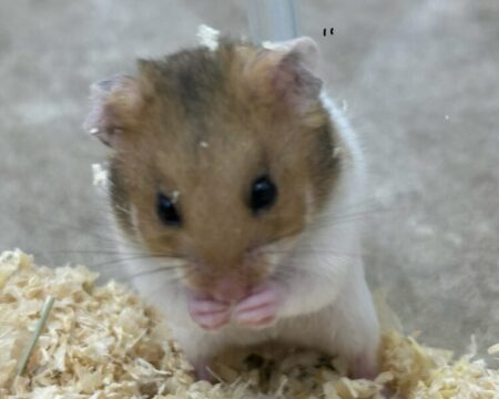 ゴールデンハムスター