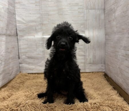 チワワ×ミニチュアピンシャー