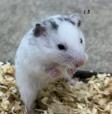 ダルメシアンハムスター