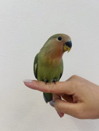 コザクラインコ