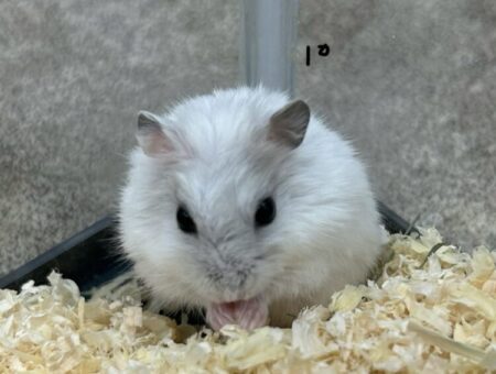 パールホワイトハムスター