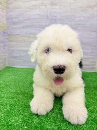 オールドイングリッシュシープドッグ