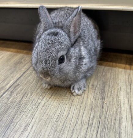 ミニウサギ